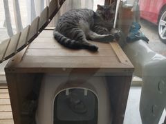 -柚子宠物(伊珊娜调理店)