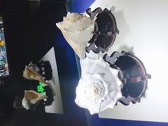 -贝壳王国博物馆