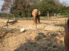 -清迈夜间动物园