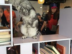 -Cappucimeow猫咪咖啡馆(韦伯时代店)