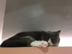 -猫儿山۰猫主题餐厅