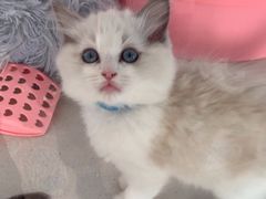 -糯米喵星人总部直营旗舰店·猫舍·幼猫出售