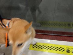 -芭比堂动物医院(广州爱宠下渡路分院)