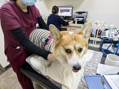 -美联众合动物医院·24h转诊中心