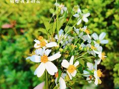 -广州长隆飞鸟乐园
