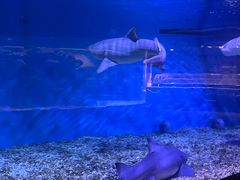 -正佳极地海洋世界