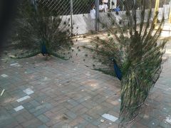 -长白岛森林公园