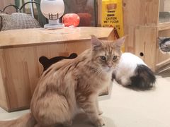 -藏猫猫咖啡主题馆(中央大道店)