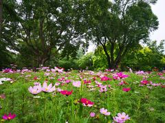 -莲花池公园