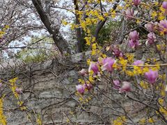 -樱花山风景区