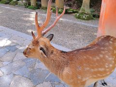 -奈良公园