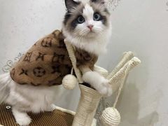 -喵zoo家庭繁育猫舍(尖东智能花园店)