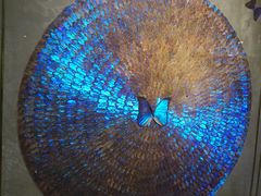 -上海昆虫博物馆