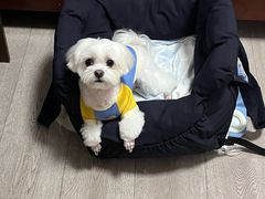 -帕帕拉兹宠物(亚洲旗舰店)