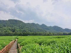 -中国茶叶博物馆(双峰馆区)