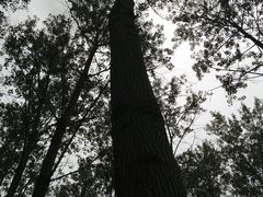 -黄海国家森林公园