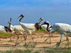 -盐城丹顶鹤湿地生态旅游区