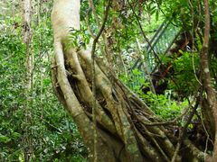 -中国科学院西双版纳热带植物园