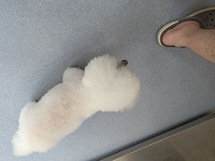 -宠物星动物医院·眼科·异宠·猫科(江南大道总院)