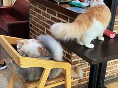 -猫咪咖啡·猫咖(万达广场店)
