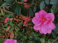 -梧桐山风景名胜区