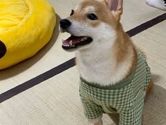 -逗柴咖啡屋·狗咖猫咖宠物桌游