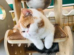 -飞行喵MR PILOT|猫舍·猫咖(静安大融城店)