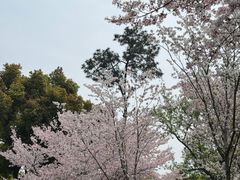 -武汉大学-樱园