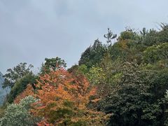 -广州市流溪河国家森林公园