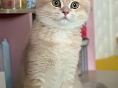 -小猫来了·猫咪专售(红山六九七九店)