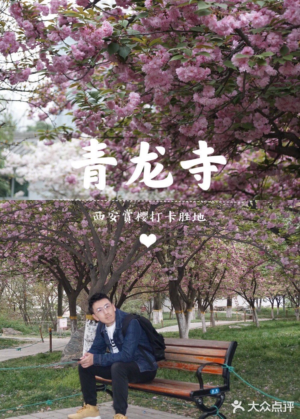西安青龙寺乐游原踏青赏樱好地