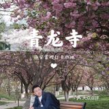 西安青龙寺乐游原踏青赏樱好地
