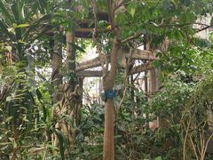 -南山植物园