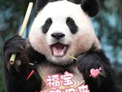 -卧龙中华大熊猫苑神树坪基地