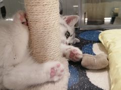 -babydoll猫舍·米努特·德文·缅因(久光中心店)