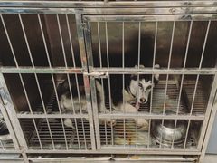 -帕帕拉兹宠物(亚洲旗舰店)