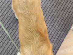 -爱妮康宠物医院·干细胞免疫细胞·肿瘤·心脏(张江店)