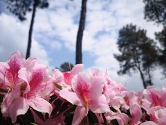 -南山植物园