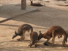 -石家庄市动物园