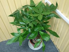 -Quantum量子膜(美即汽车贴膜店)