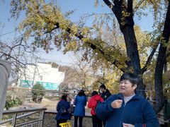 -千年银杏谷文化旅游区