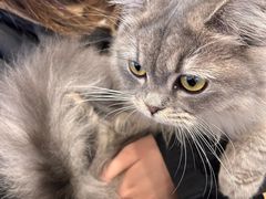 -Let's go狗咖·猫咖·奶狗·桌游(春熙路IFS店)