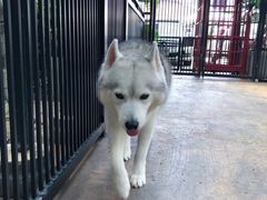 -TrueLove @ Neverland (Husky Cafe)