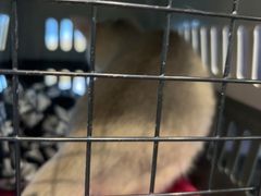 -瑞派申生动物医院·24H夜诊·国际动物医疗中心·骨外科(吴中路店)