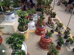 -中环花鸟鱼虫市场