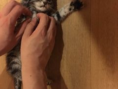 -1013 PET SHOP 宠物商店(近铁城市广场店)