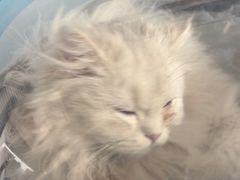 -瑞派福兴宠物医院犬猫全科·骨科·中西医结合(河东店)