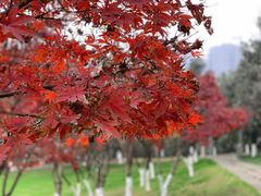 -重庆中央公园(渝北区)