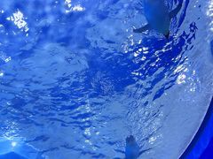 -上海海昌海洋公园