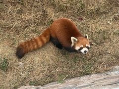 -青岛森林野生动物世界